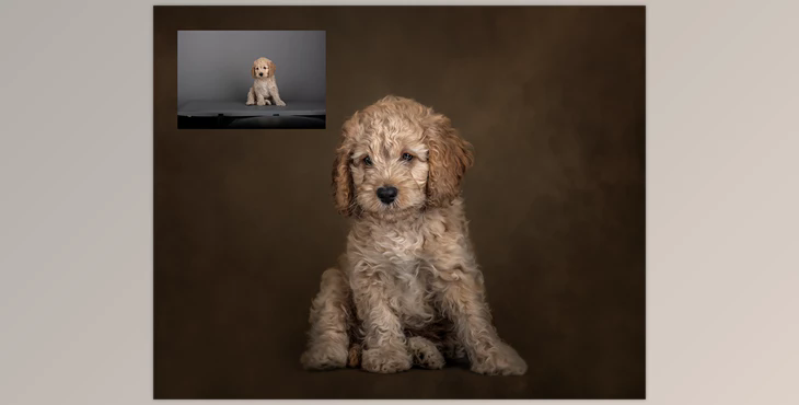 Sweet Soul Studio Fine Art Painterly Pets Collection