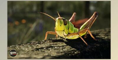 Unreal Engine - Animalia - Meadow Grasshopper (Engine version 4.20- 4.27, 5.0- 5.2)