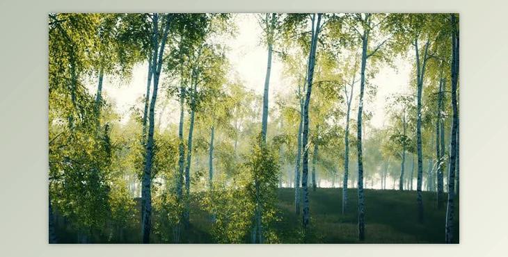 Summer July View of Birch Grove in Sunlight (Videohive 47581895)