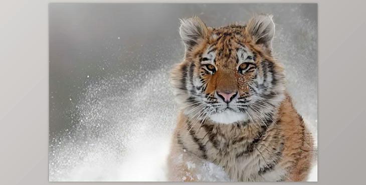 Topaz Photo AI v3.6.1 (Win, Mac-v3.6.2)