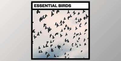 Big Room Sound Essential Birds