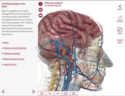 Visible Body Anatomy and Physiology 1.5.04