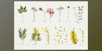 BUNDLE – Dry Flowers & Leaves