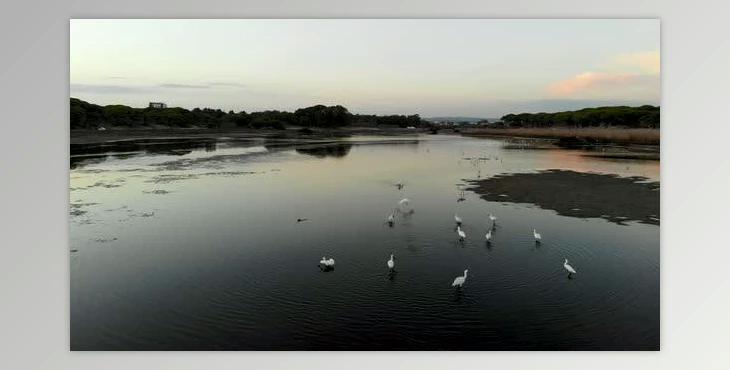 Flying birds (Videohive 53334190)
