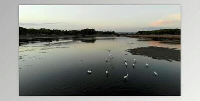 Flying birds (Videohive 53334190)