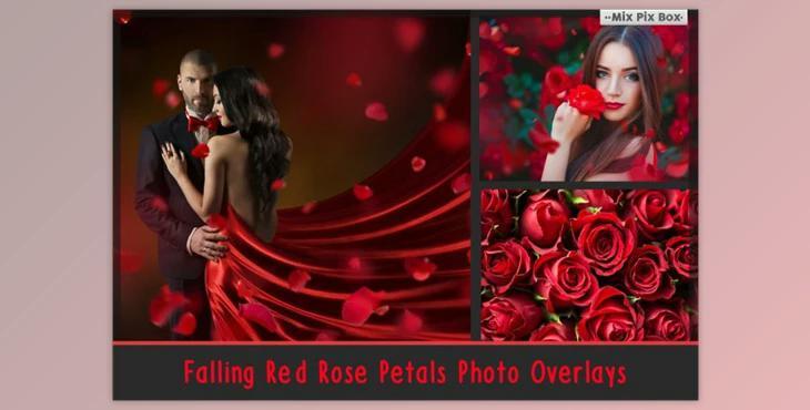 Falling Rose Petals Photo Overlays By MixPixBox