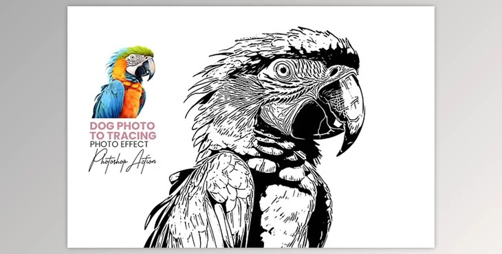 Animal Photo to Tracing - 92455981