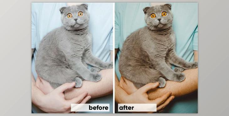 Animals Lightroom Presets Bundle