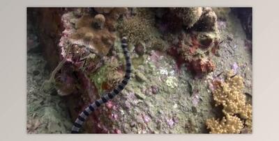 Snake (Videohive 41931725) - AE Project