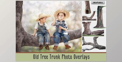 Old Tree Trunk Photo Overlays CreativeMarket - 6116946