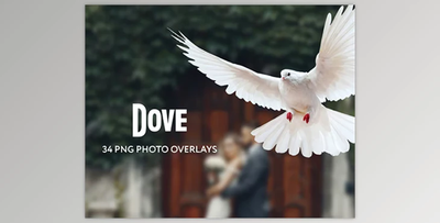 34 Dove Photo Overlays Transparent PNG