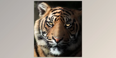 Zenja Gammer – Mastering Lighting – Photoshop Tutorial